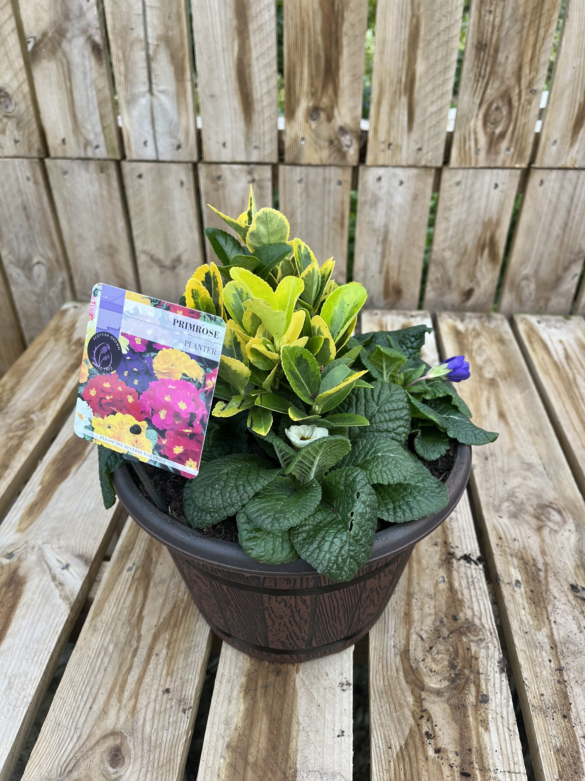 Picture of Primrose Planter Cask