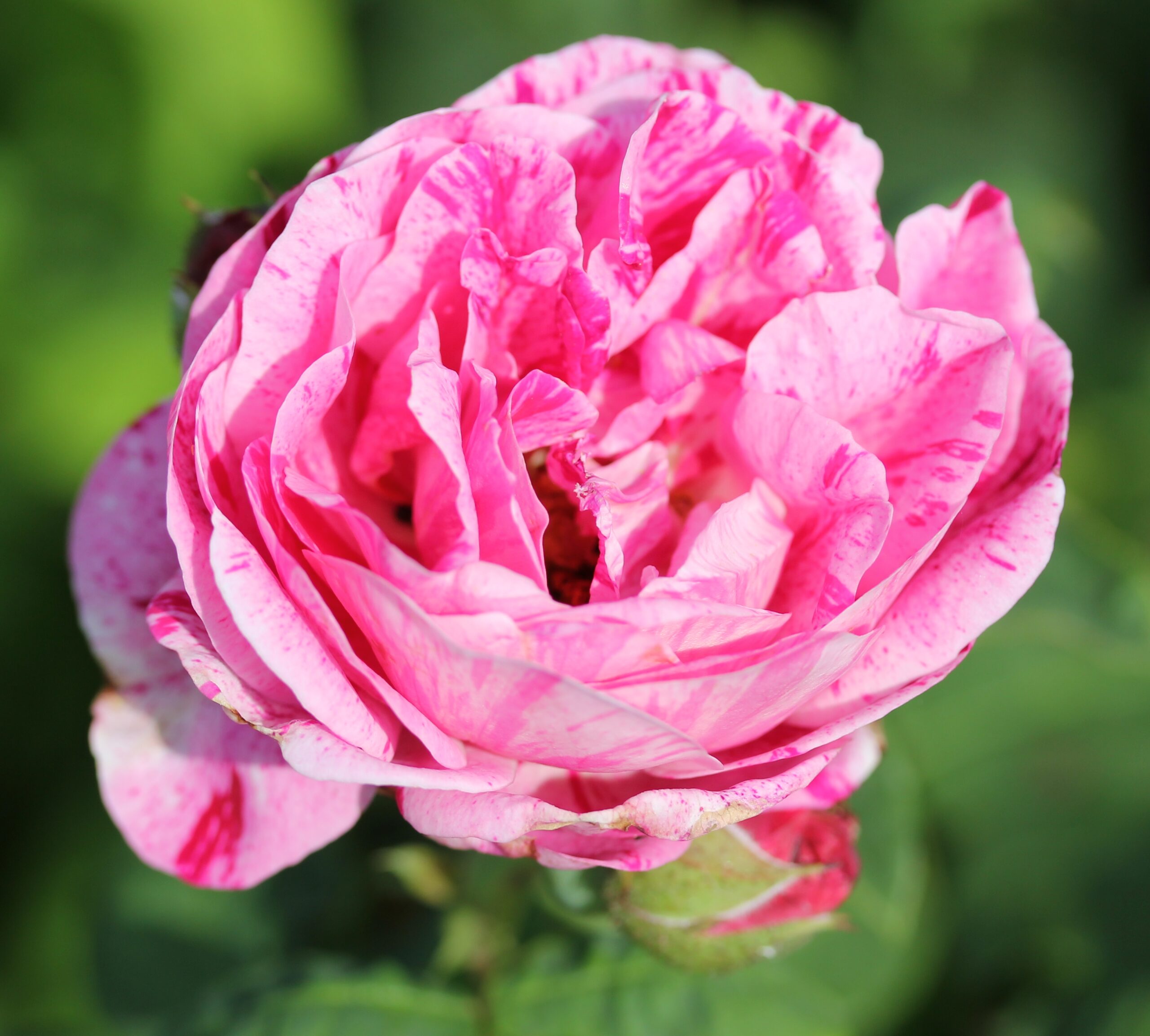 Picture of Shrub Rose Ferdinand Pichard