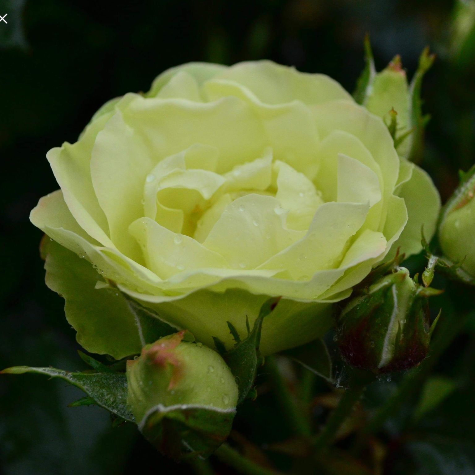Picture of Bush Rose Green With Envy