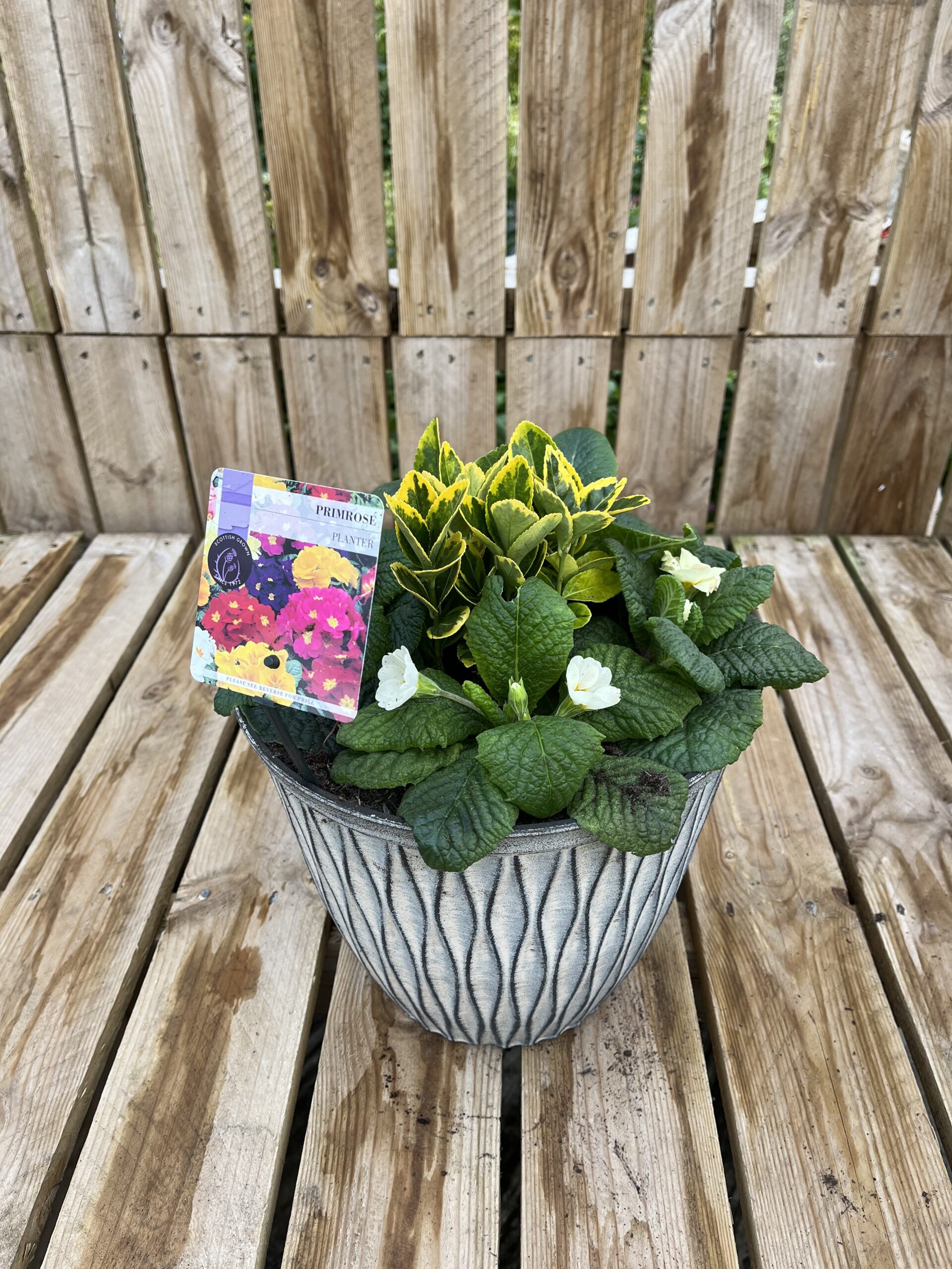 Picture of Primrose Planter Laval