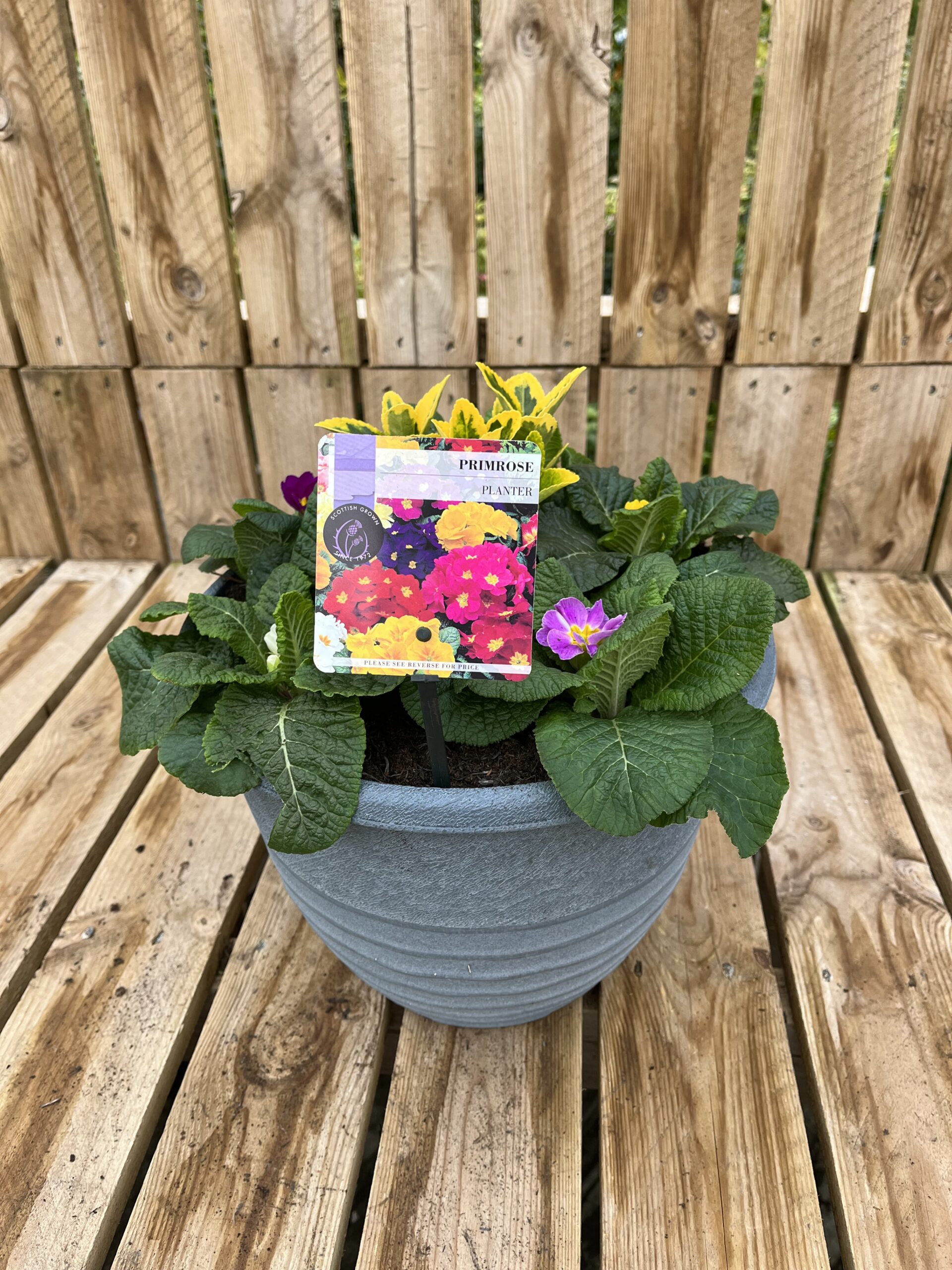 Picture of Primrose Planter Mariella