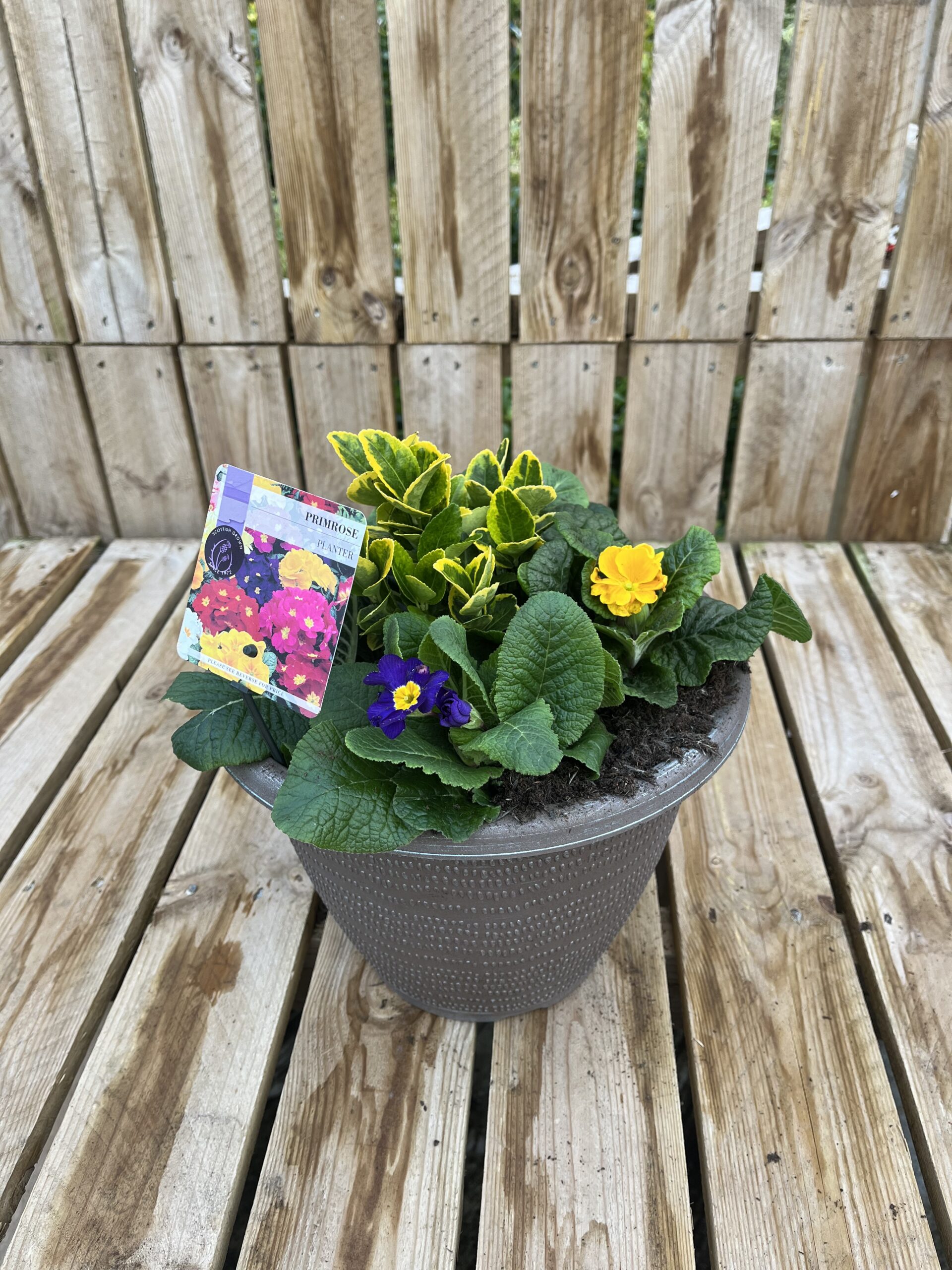 Picture of Primrose Planter Pisces