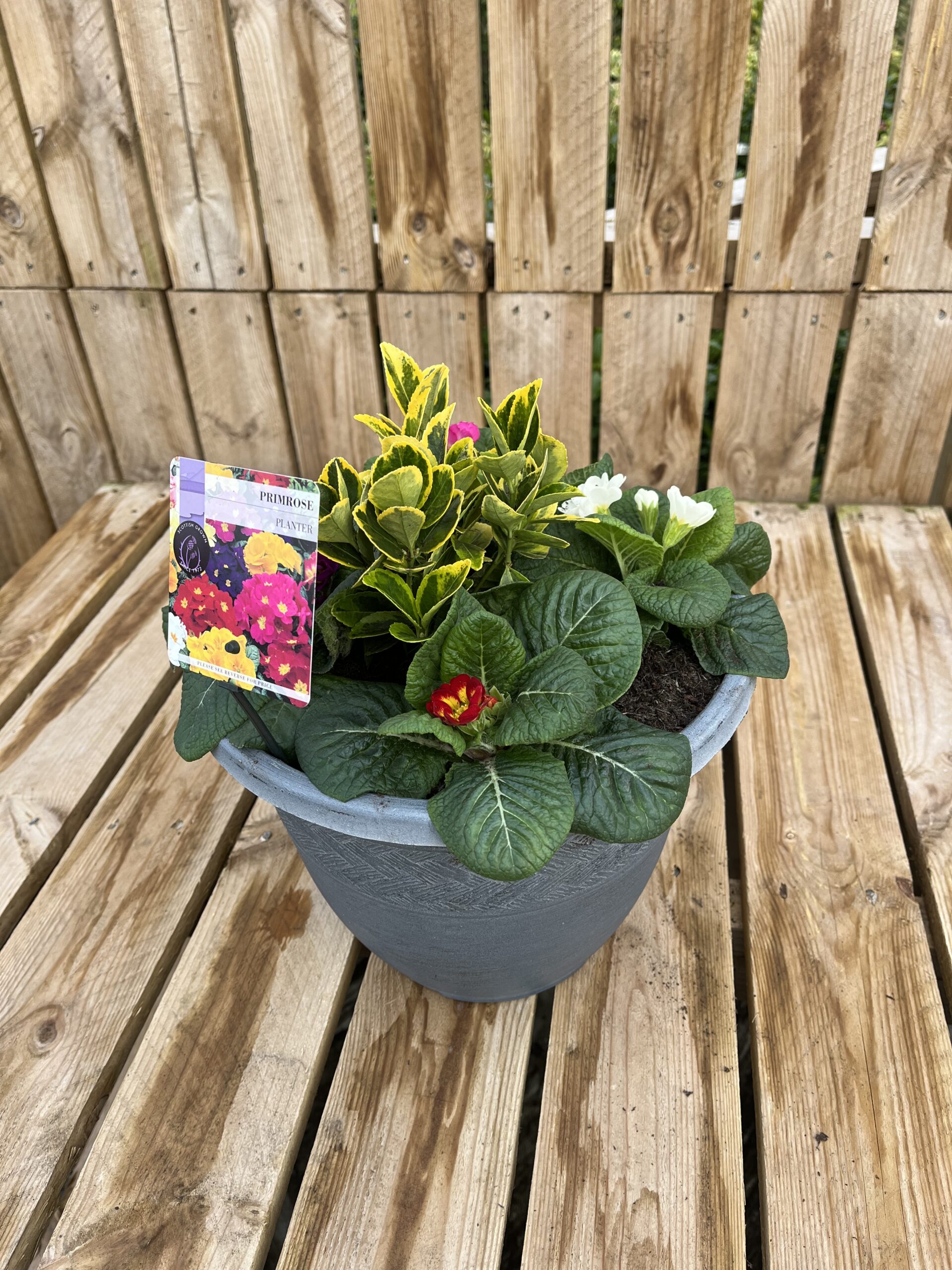 Picture of Primrose Planter Rattan