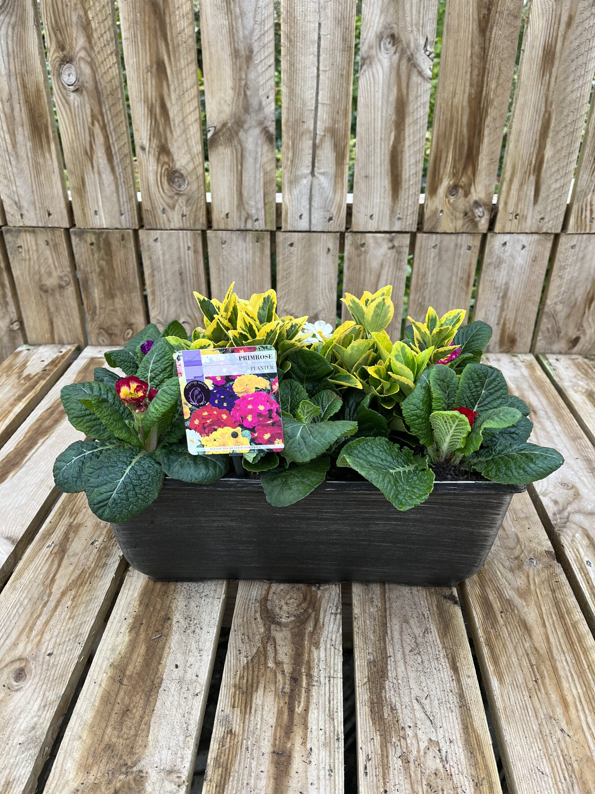 Picture of Primrose Planter Tulipa Trough 
