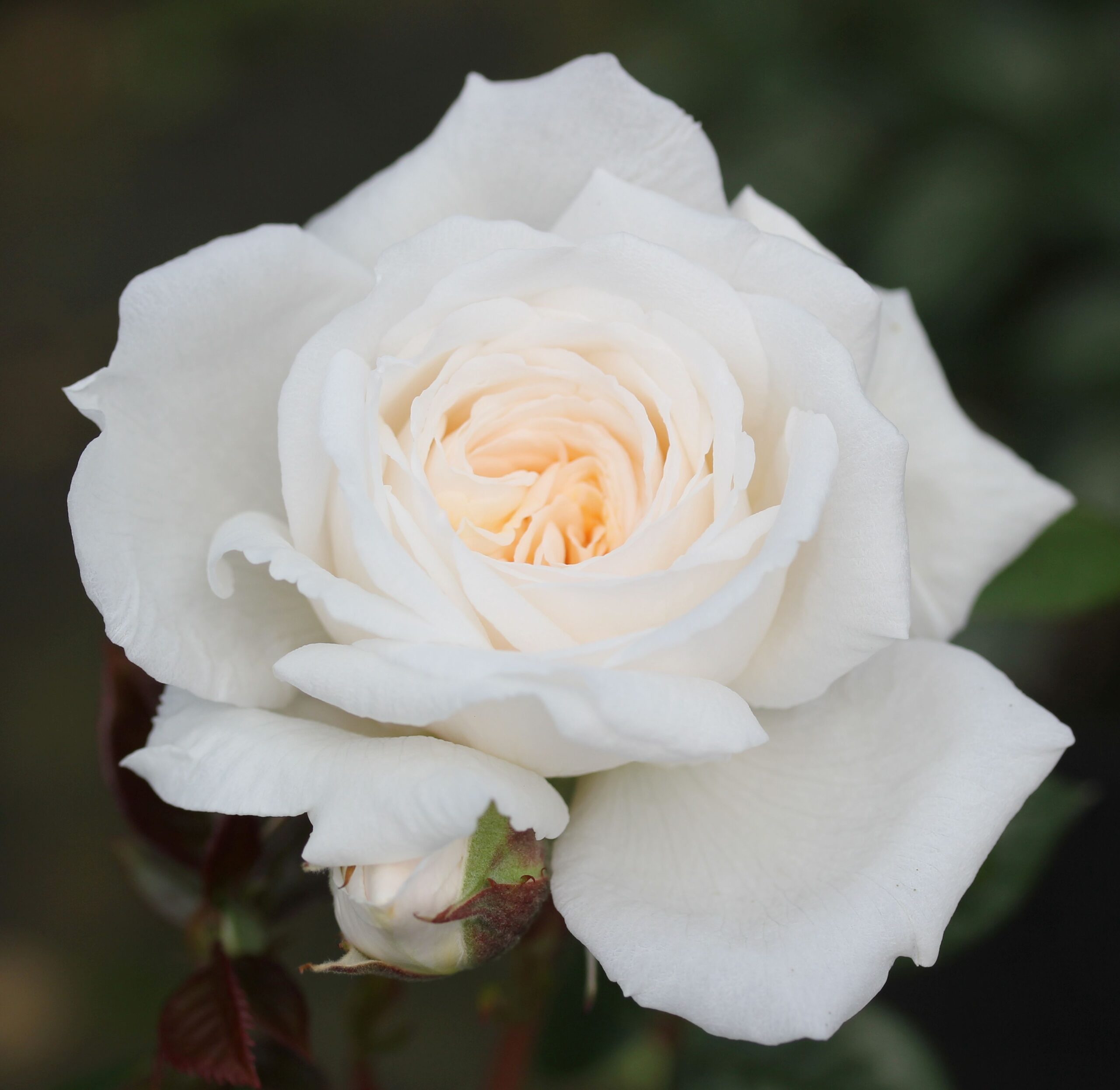 Picture of Patio Std Rose White Patio